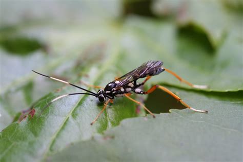 Top 10 Most Wanted Bugs In Your Garden Parasitic Wasp Alabama