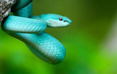 Viper Pit Snake Costa Rica Rare Racers