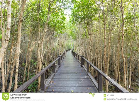 Wood Bridge In Mangrove Forest Stock Photo Image Of Summer Adventure
