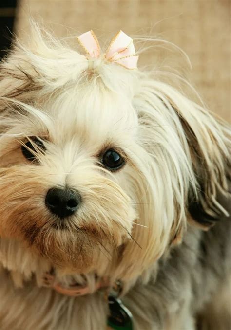 Maltese Yorkie Breeders