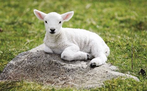 Baby Lamb Wallpaper