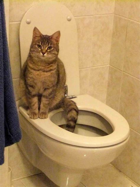 Cats are creatures of habit, and generally react badly to majior changes of any kind. Hanford Veterinary Hospital | Is Toilet Training Cats the ...