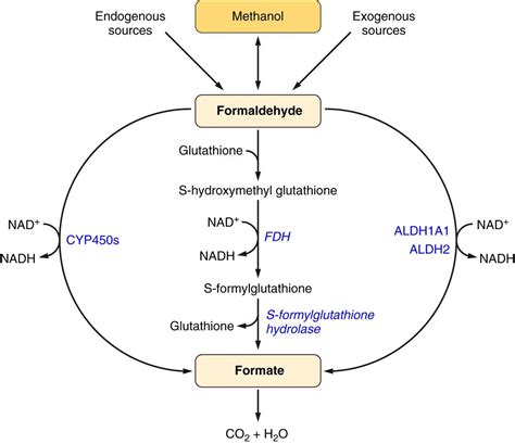 Metabolic Methanol Molecular Pathways And Physiological Roles