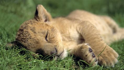 Baby Animals Lions Lion Desktop Hd Hd Wallpaper