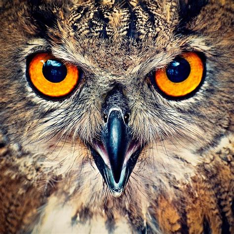 Eagle Owl Eyes By On 500px Owl Eyes Owl Pet Birds