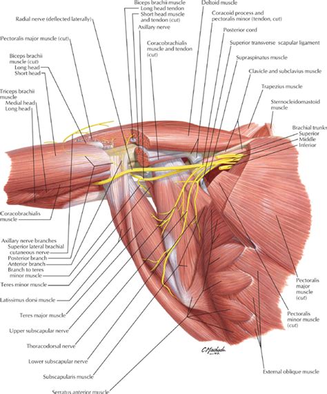 Nerves Of The Shoulder Cardiovascular Causes Of Shoulder
