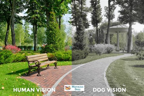 What Do Dogs See 10 Dog Vision Examples Marvelous Dogs