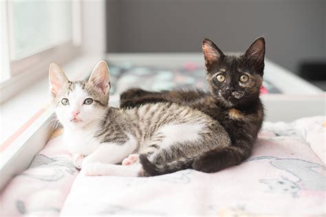 Why Two Kittens Are Better Than One — Kitten Lady