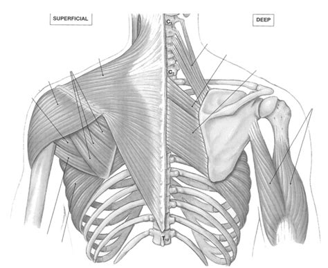 Posterior Muscles Of The Shoulder Girdle And Shoulder Joint Diagram