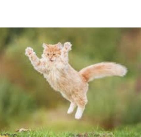Cat Jumping Imgflip