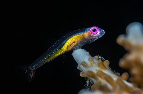 Find out how these cunning critters blend in. Pink Eye Goby | Pink eyes, Sea creatures, Fish pet