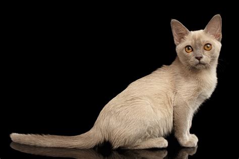 Russet is a new colour which we were the first to breed them in nz and the world. 11 Types of Burmese Cats: Colors, Breeds, and Patterns ...