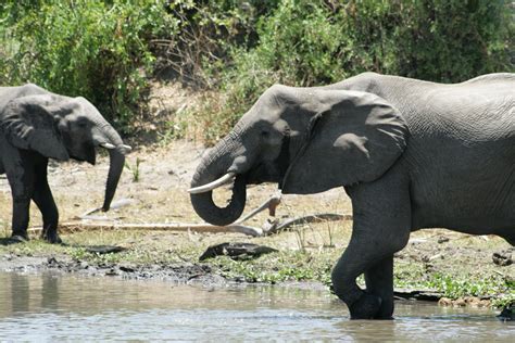 Actually African Elephants Are Not On The Verge Of Extinction | AfricaHunting.com