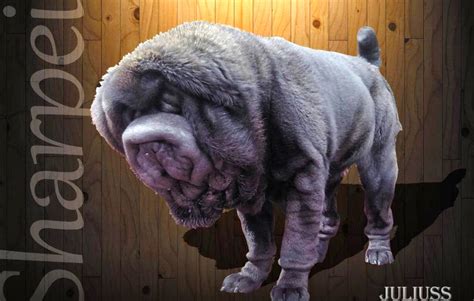 Pedigree Dogs Exposed The Blog Wrinkle Worship From