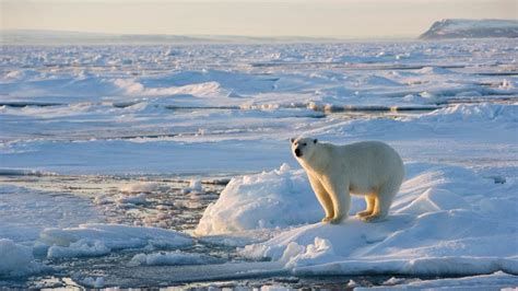 Arktis Spitzbergen Polarregionen Natur Planet Wissen