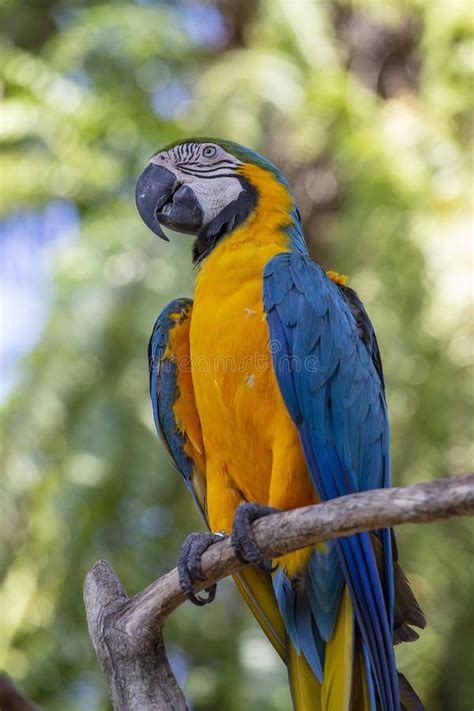 Blue And Yellow Macaw Parrot Ara Ararauna Also Known As The Blue
