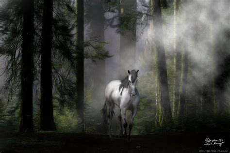 Grey Horse In Enchanted Forest By Mybeckett On Deviantart
