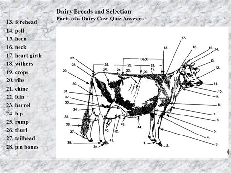 Functions Of External Parts A Cow All About Cow Photos