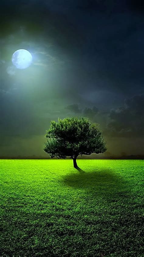 Full Moon Tree The Iphone Wallpapers