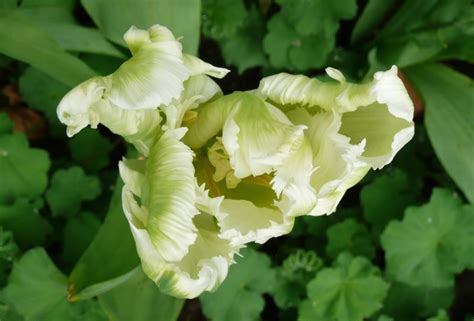 Tulipa ‘white Parrot Plants Oak Leaf Gardening