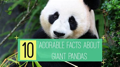 Pandas habitat facts