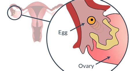 Namun, selama kehamilan, suhu tubuh basal cenderung terus naik karena tingginya kadar progesteron selama kehamilan. Senang Hamil: 7 Tanda Wanita Menghampiri Waktu Ovulasi ...