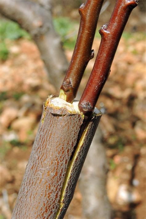 A step by step guide of the two best grafting techniques, that can be used to graft apples, pears and several other types of fruit trees. Grafting Fruit Trees - A Step by Step Picture Tutorial ...