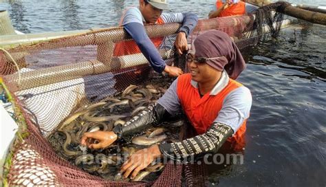 Maybe you would like to learn more about one of these? Banyuwangi Ekspor Sidat dan Produk Olahan Ikan Senilai Rp ...