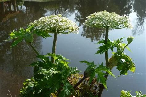 Sightings Of Britains Most Dangerous Plant Giant Hogweed Confirmed In