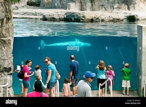 Beluga Whale Mystic Aquarium Connecticut Usa Stock Photo Alamy