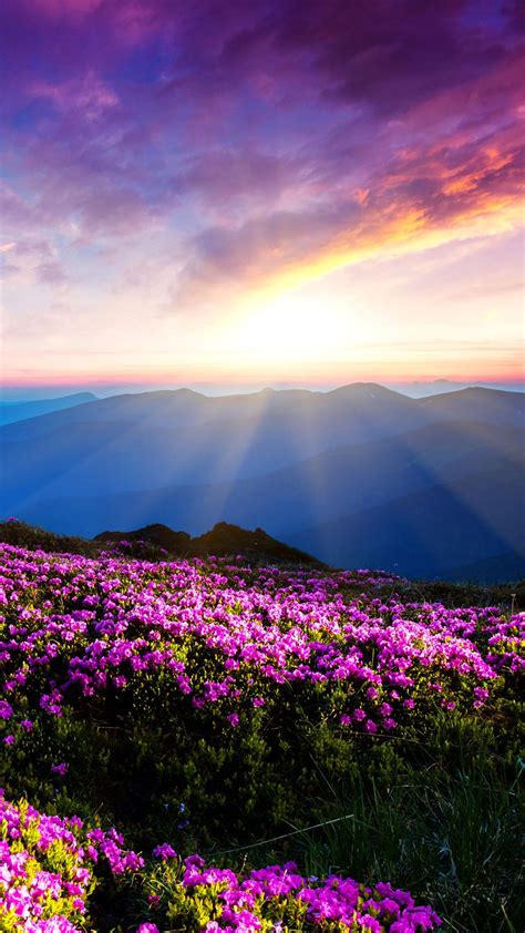Blue Mountains Beautiful Flowers Wallpaper Free Iphone