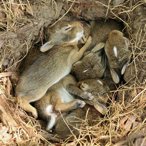 Content in a Cottage: Rabbit Warren