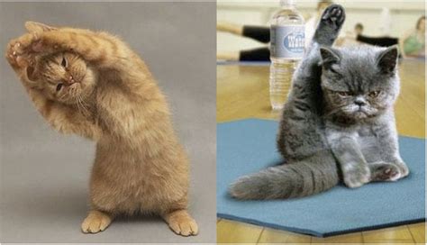 Yoga Kitties Half Moon Pose And Side Reclining Leg Lift Pose Cute