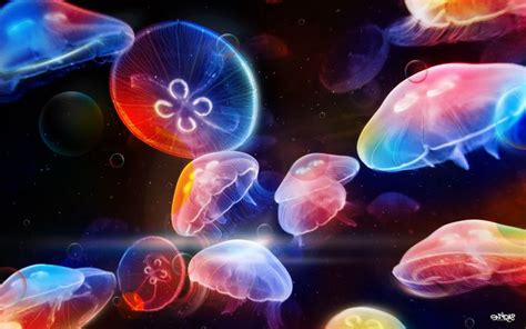 HQ RES Wallpapers of Jellyfish | Underwater wallpaper, Colorful