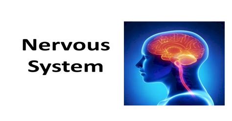 Nervous System · •peripheral Nervous System Pns Peripheral Nerves That Carry Signals To And