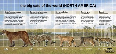 The Big Cats Of The World North America North America Large Cats