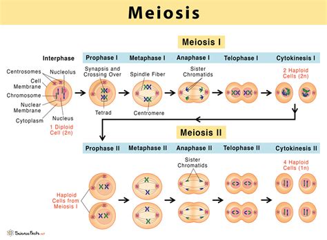 Meiosis Definition Stages Purpose With Diagram