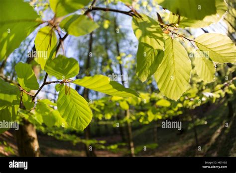 Common Beech Fagus Sylvatica Young Leaves Iun Backlight Germany