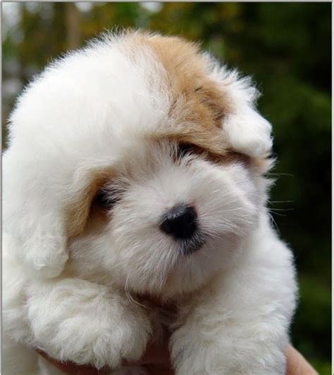 The Fluffy Puppy
