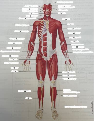 Anterior View Muscles Lab8 Flashcards Quizlet