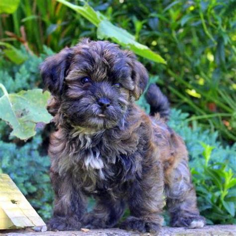 These are so adorable and love to be held and loved on, super sweet! Shorkie-Poo Puppies For Sale | Greenfield Puppies