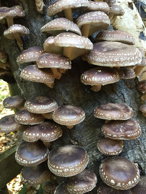 The 30 Best Ideas For Shiitake Mushrooms Growing Best Recipes Ideas