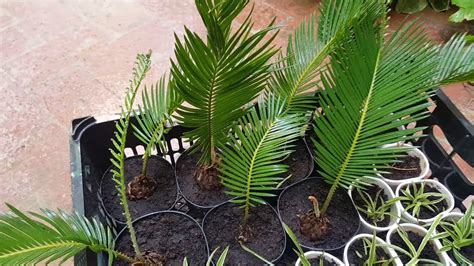 How To Harvest Sago Palm Pups Youtube