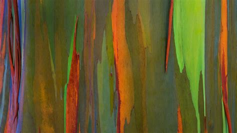 Bark Of A Rainbow Eucalyptus Tree Maui Hawaii Wallpaper