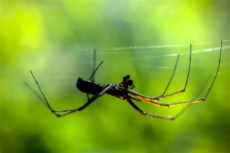 5 Most Poisonous Spiders In California • Insight Pest Management™