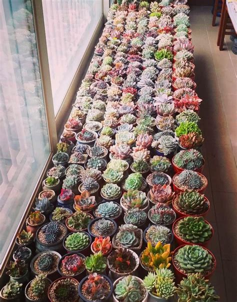 I hope it'll be possible for me to go skiing in the winter. 60 Gorgeous Succulent Planters Instantly Beautifying Your Home
