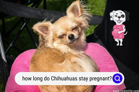 How Long Do Chihuahuas Stay Pregnant Calendar Oodle Life