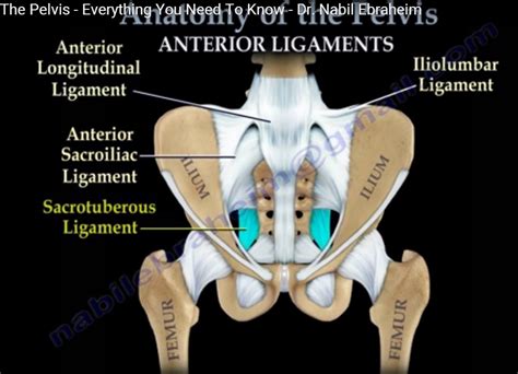 Anatomy Of The Pelvis Basics —