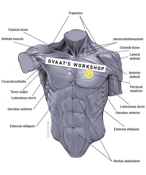 How To Draw The Torso Easier An Illustrated Guide Gvaats Workshop