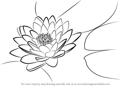 Learn How To Draw Lily Pad Lily Step By Step Drawing Tutorials